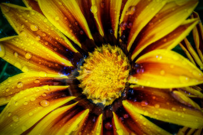 Close-up of wet yellow flower