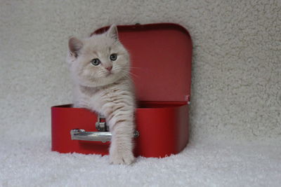 Portrait of cat sitting on red floor