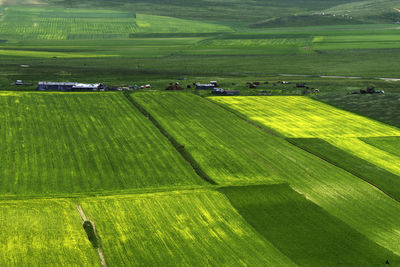 Scenic view of agricultural field