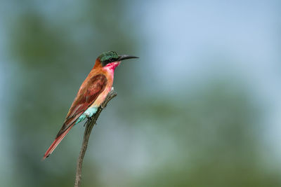 Close-up of bird perching on plant