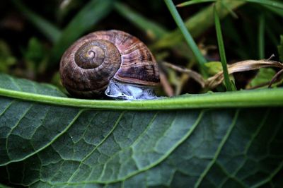 Close-up of snail on leaves