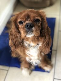 Close-up portrait of dog on floor at home