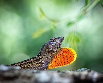 Close-up of a lizard