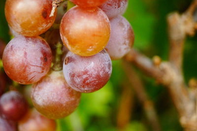 Close-up of wet cherries growing on plant