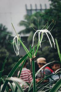 Close-up of white flowering plants on field