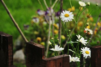 Close-up of white daisy flowers