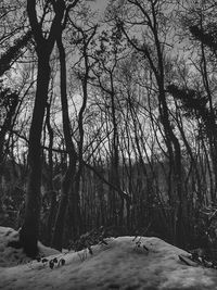 Trees on landscape against sky