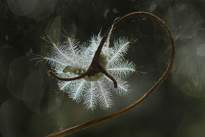 Close-up of plant against blurred background