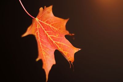 Close-up of maple leaf against black background
