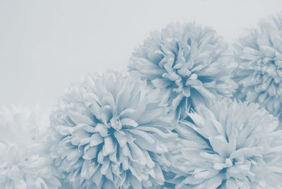 Close-up of white daisy flowers