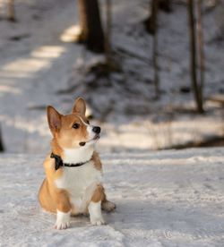 Dog sitting in snow