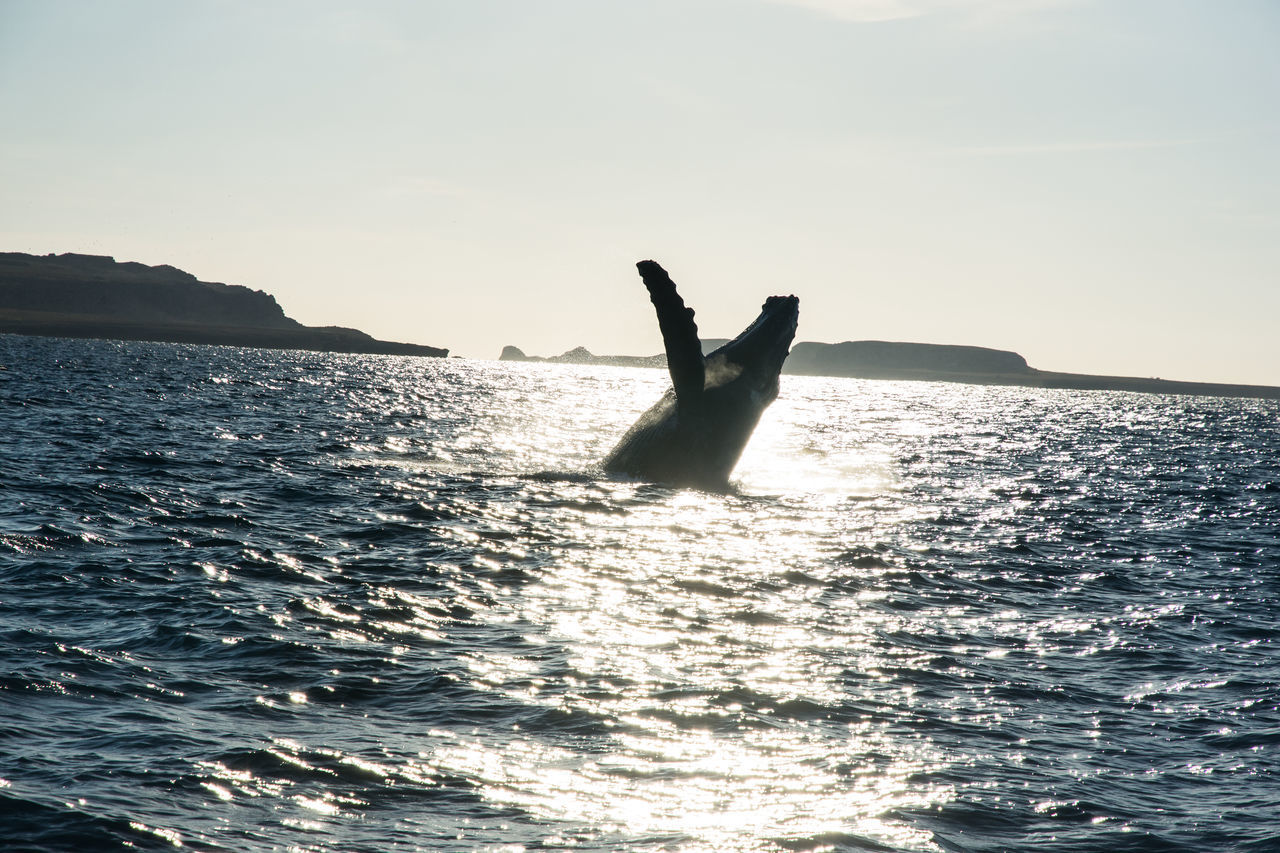 SILHOUETTE PERSON IN SEA AGAINST SKY