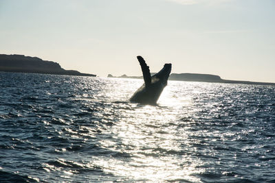 Silhouette person swimming in sea against sky