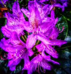 Close-up of wet purple flowering plant