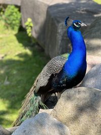 peacock