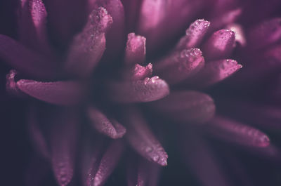 Close-up of purple flower
