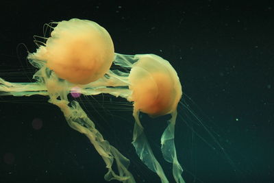 Close-up of jellyfish swimming in sea