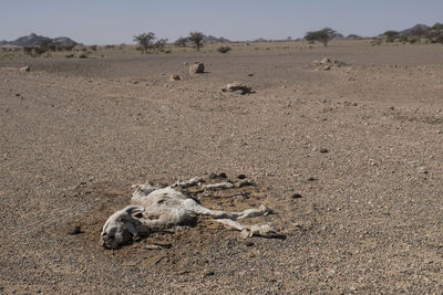 Low angle view of dead goat in arid landscape in africa