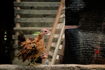 Dwarf chicken in the farm