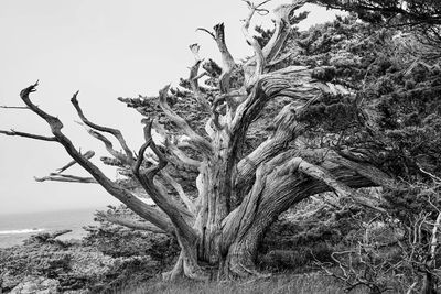 View of tree trunk in forest