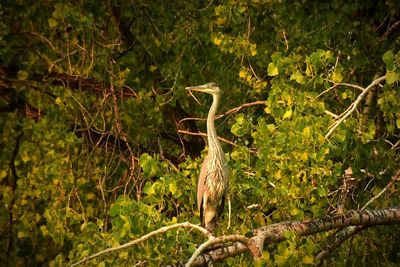 Close-up of lizard on tree in forest