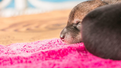 Close-up of a dog sleeping