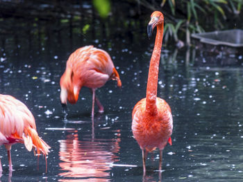 Flamingos in a lake