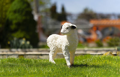 pet