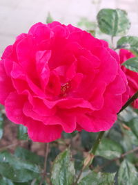 Close-up of pink rose