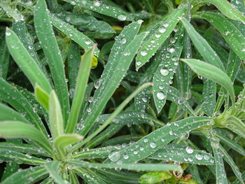 Water droplets on leaves