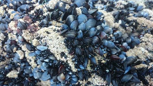 High angle view of mussels on rock