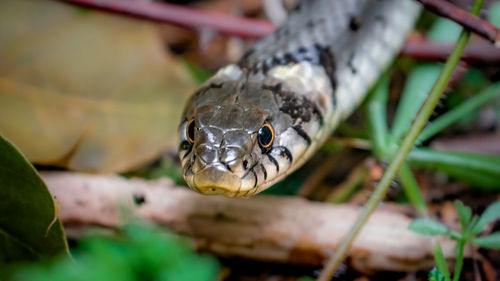 Close-up of snake