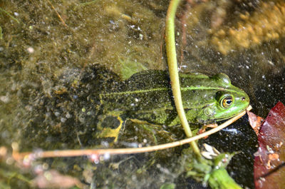 High angle view of frog swimming in sea