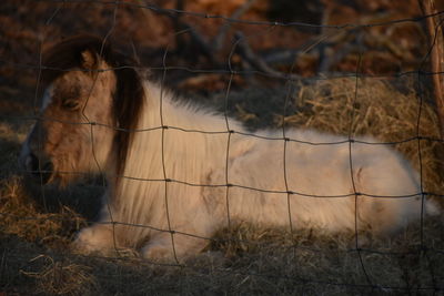 View of a horse on field