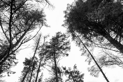 Low angle view of trees against sky