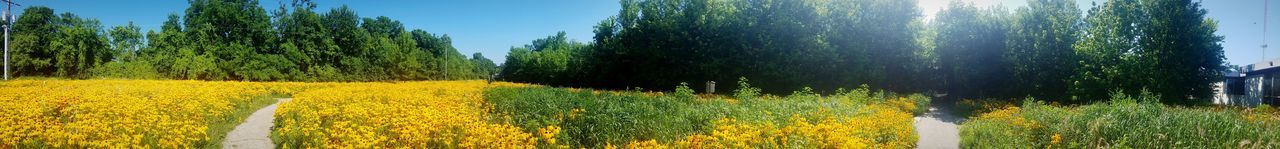 Panoramic view of yellow flower trees on field against sky