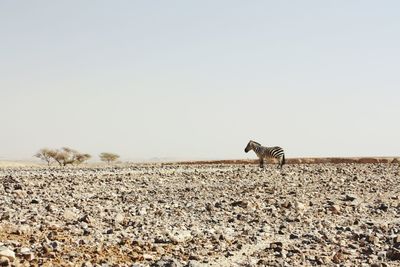 Horse cart on landscape against clear sky