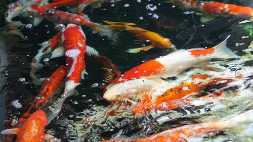 Close-up of koi fish in water