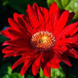 Close-up of wet red hibiscus blooming outdoors