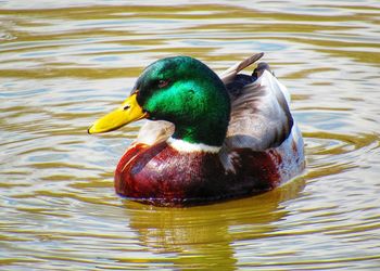 Duck swimming in lake