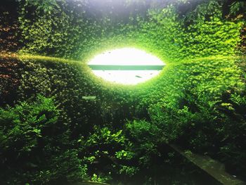 Trees growing in forest against sky