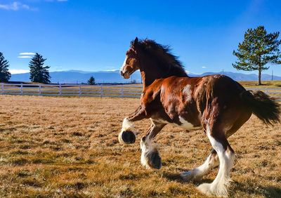 Horse standing on field against sky