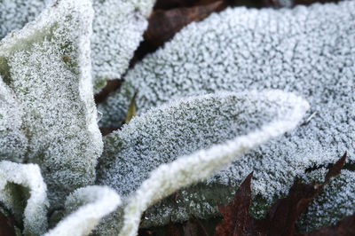 Close-up of frozen plants during winter