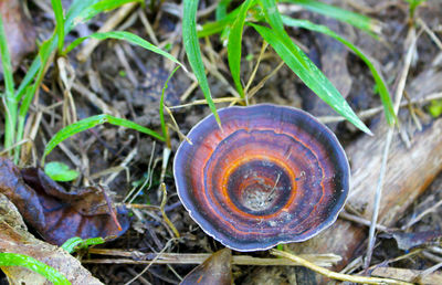 Close-up of snail on field