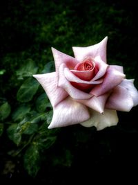 Close-up of pink rose