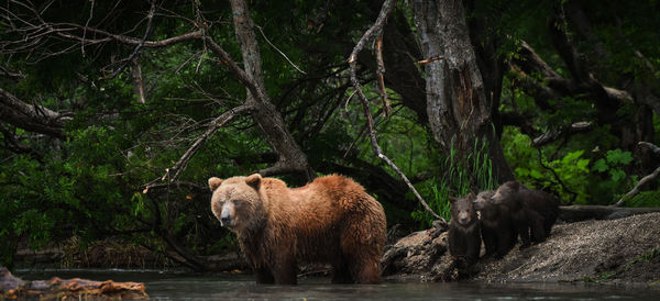 Bear with infants at lake in forest