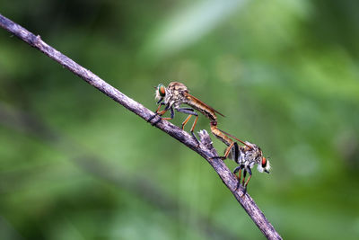 Close-up of insect on plant