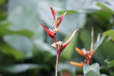 Close-up of red flowering plant