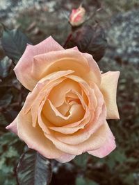 Close-up of rose against blurred background