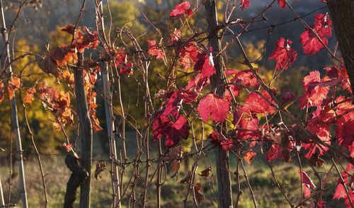Close-up of red flower trees